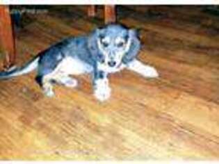 Dachshund Puppy for sale in Cibolo, TX, USA