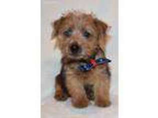 Norfolk Terrier Puppy for sale in Peace Valley, MO, USA