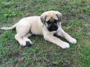 Mastiff Puppy for sale in Coppell, TX, USA