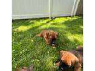 Boxer Puppy for sale in Jamesburg, NJ, USA