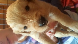 Golden Retriever Puppy for sale in Helena, MT, USA