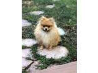 Pomeranian Puppy for sale in Pleasant Hill, CA, USA