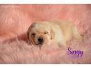 Labrador Retriever Puppy for sale in Huntington, IN, USA