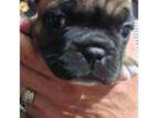 French Bulldog Puppy for sale in Breckenridge, CO, USA