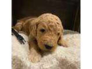 Goldendoodle Puppy for sale in Pataskala, OH, USA