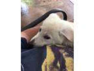 German Shepherd Dog Puppy for sale in Baton Rouge, LA, USA