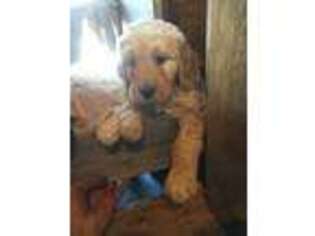 Goldendoodle Puppy for sale in Lynden, WA, USA