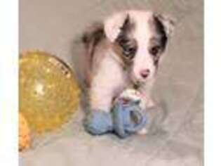 Shetland Sheepdog Puppy for sale in Cowpens, SC, USA