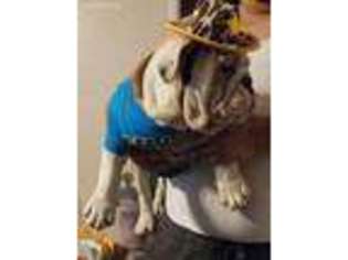 Bulldog Puppy for sale in Ridgecrest, CA, USA