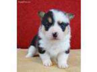 Pembroke Welsh Corgi Puppy for sale in Kingsbury, TX, USA