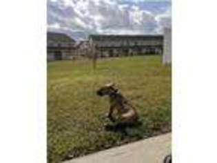 Bull Terrier Puppy for sale in Savannah, GA, USA