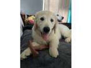 Golden Retriever Puppy for sale in Wentzville, MO, USA