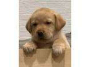 Labrador Retriever Puppy for sale in Derwood, MD, USA
