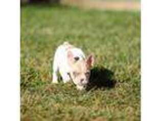 French Bulldog Puppy for sale in Wilmore, KY, USA