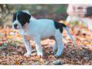 Great Dane Puppy for sale in Atlanta, GA, USA