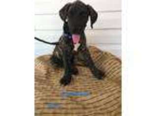Great Dane Puppy for sale in Hendersonville, NC, USA