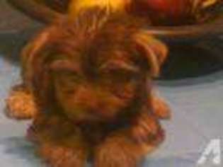 Yorkshire Terrier Puppy for sale in SAN ANTONIO, TX, USA