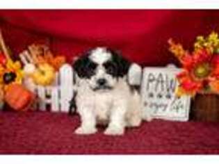 Bichon Frise Puppy for sale in Hersey, MI, USA