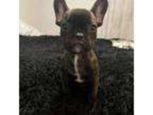 French Bulldog Puppy for sale in Rochester, MI, USA