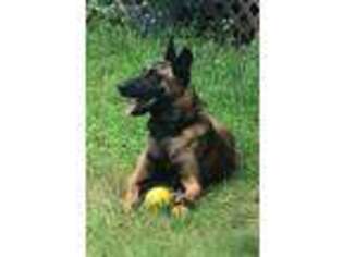 Belgian Malinois Puppy for sale in Madison, WI, USA