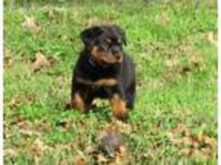 Rottweiler Puppy for sale in Bryan, TX, USA