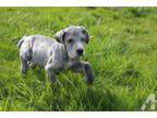 Great Dane Puppy for sale in AMITY, OR, USA