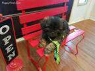 Pekingese Puppy for sale in Natchez, MS, USA