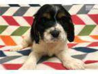 Cocker Spaniel Puppy for sale in Hattiesburg, MS, USA