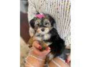 Mutt Puppy for sale in Gravette, AR, USA