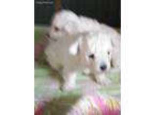 Mutt Puppy for sale in Anniston, AL, USA