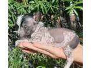 Chinese Crested Puppy for sale in Myrtle Beach, SC, USA