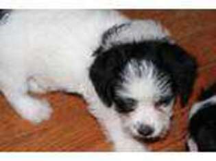 Jack Russell Terrier Puppy for sale in Loganville, GA, USA