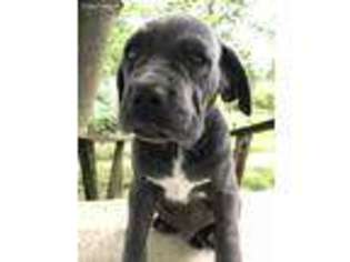 Neapolitan Mastiff Puppy for sale in Washburn, MO, USA
