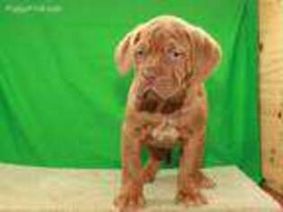 American Bull Dogue De Bordeaux Puppy for sale in Shawnee, OK, USA