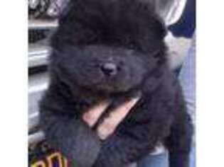 Chow Chow Puppy for sale in Fairfax, VA, USA