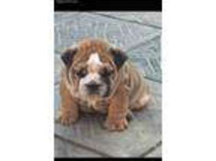 Bulldog Puppy for sale in Long Grove, IL, USA