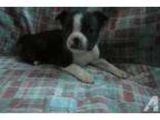 Boston Terrier Puppy for sale in MASONVILLE, NY, USA