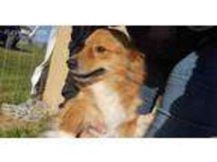 Pembroke Welsh Corgi Puppy for sale in Cashton, WI, USA