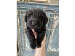 Schnoodle (Standard) Puppy for sale in Trumann, AR, USA