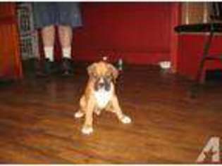 Boxer Puppy for sale in DANIELSON, CT, USA