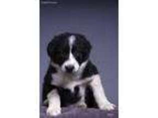 Border Collie Puppy for sale in Tullahoma, TN, USA