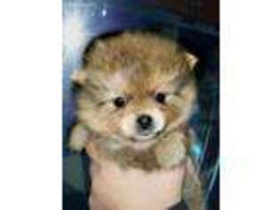 Pomeranian Puppy for sale in Atwater, MN, USA