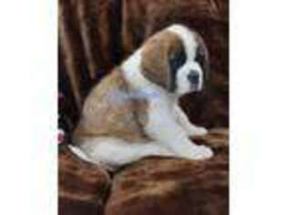 Medium Photo #1 Saint Bernard Puppy For Sale in Humansville, MO, USA