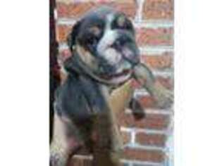 Bulldog Puppy for sale in Huntsville, TX, USA