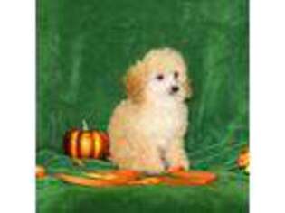 Mutt Puppy for sale in Butler, MO, USA