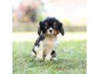 Cavalier King Charles Spaniel Puppy for sale in Warsaw, IN, USA