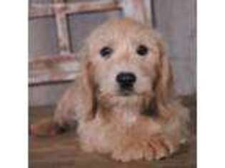 Labradoodle Puppy for sale in Koshkonong, MO, USA