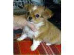 Chihuahua Puppy for sale in Gilbert, SC, USA