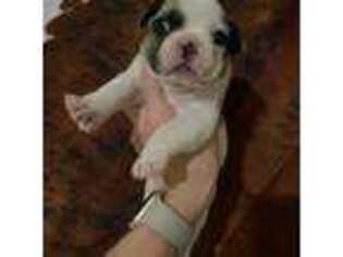 French Bulldog Puppy for sale in Crockett, VA, USA