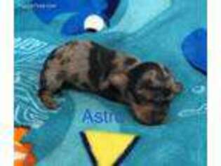 Dachshund Puppy for sale in Evansville, WI, USA